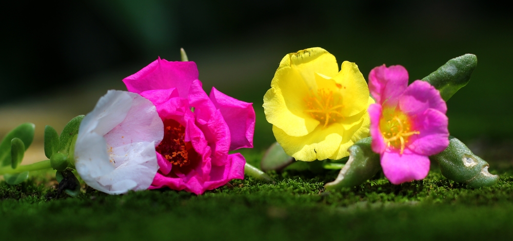 Moss Rose Flower, Portulaca Moss Rose, Portulaca grandiflora Flowers, Colorful flowers